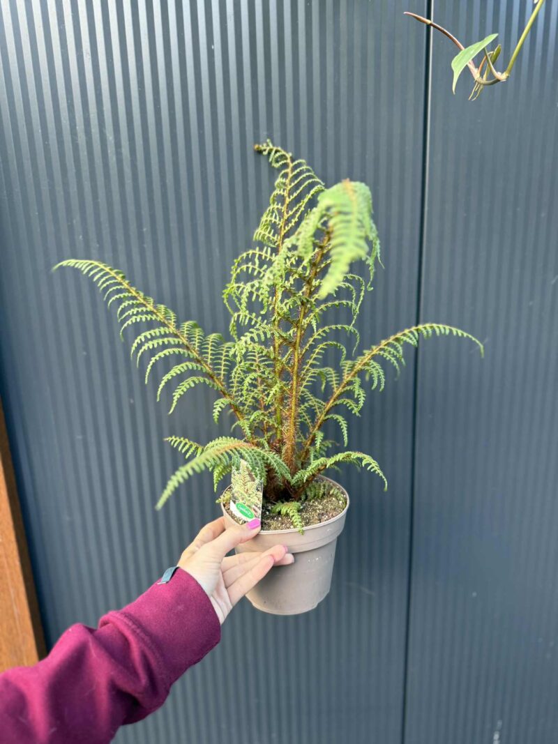 Paproć drzewiasta „Highland Lace” | Paprotka