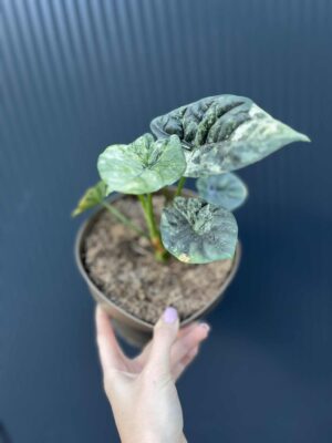 Alocasia Sinuata Variegata