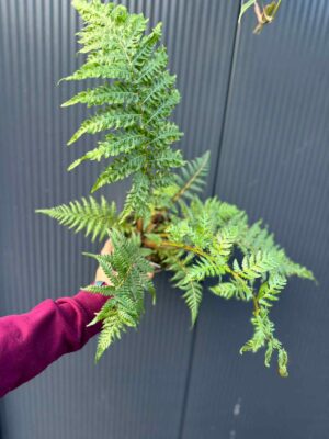 Paproć drzewiasta Cyathea australis | Paprotka