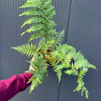 Paproć drzewiasta Cyathea australis | Paprotka