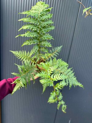 Paproć drzewiasta Cyathea australis | Paprotka