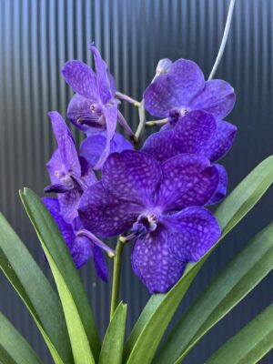 Storczyk Vanda 2