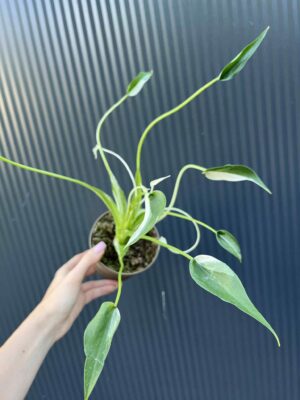 Alocasia Tiny Dancer Variegata
