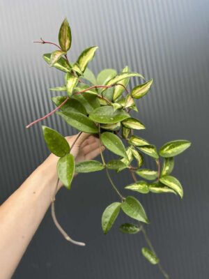 Hoya Carnosa Tricolor
