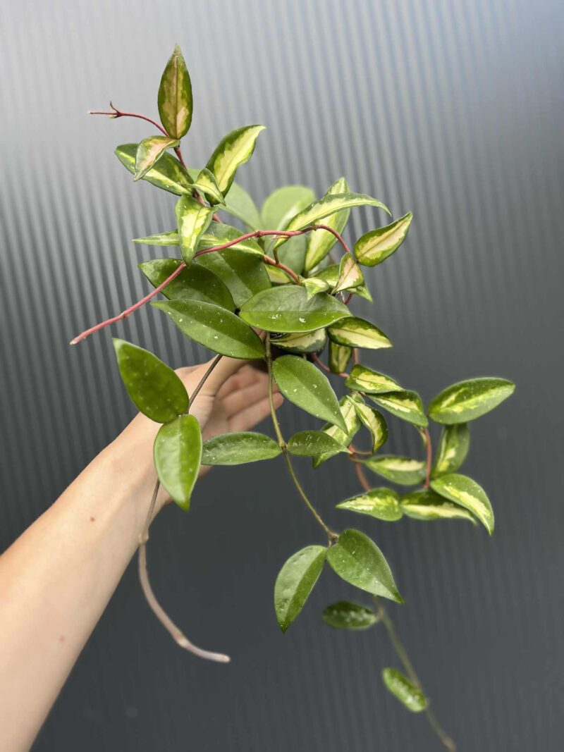 Hoya Carnosa Tricolor