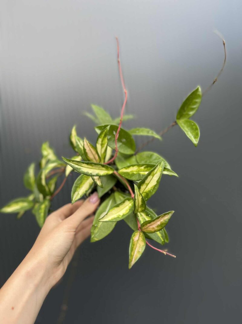 Hoya Carnosa Tricolor