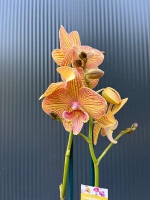 Phalaenopsis Orange Anastasia | Storczyk