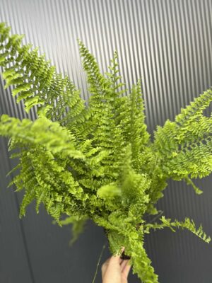 Paproć Nephrolepis corditas