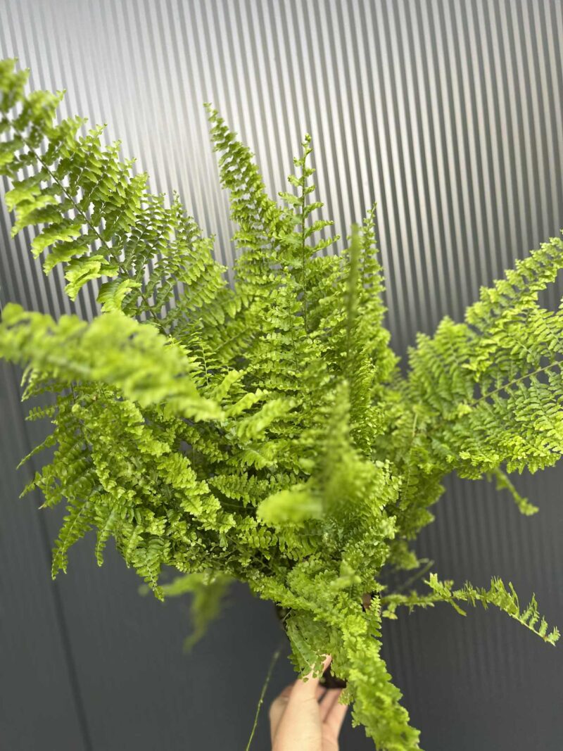 Paproć Nephrolepis corditas