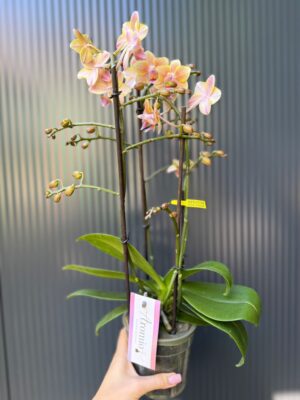 Phalaenopsis Multiflora ‘Aromio Spicy’ | storczyk pachnący