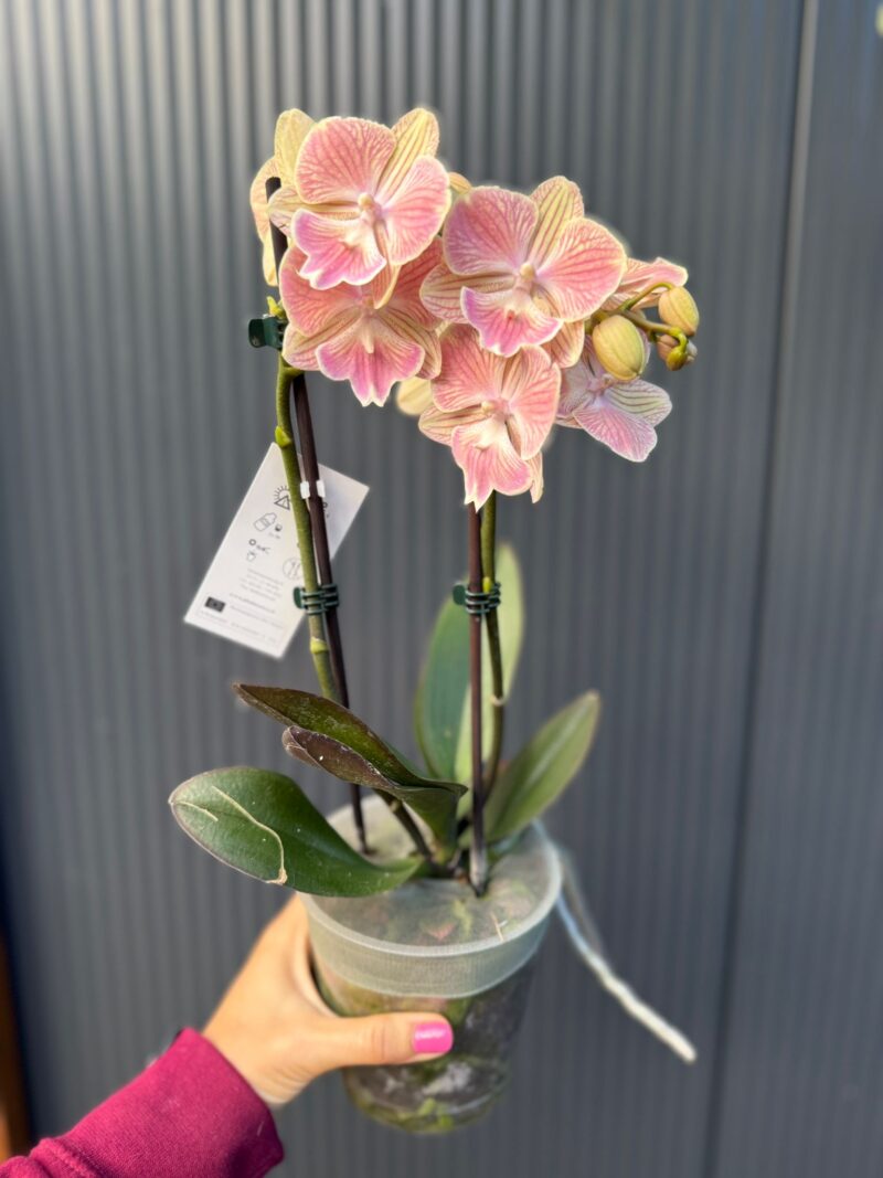 phalaenopsis harck mermaid | Storczyk