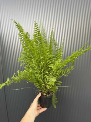 Paproć Nephrolepis corditas