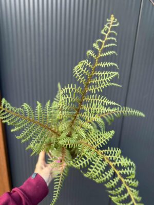 Paproć drzewiasta „Highland Lace” | Paprotka