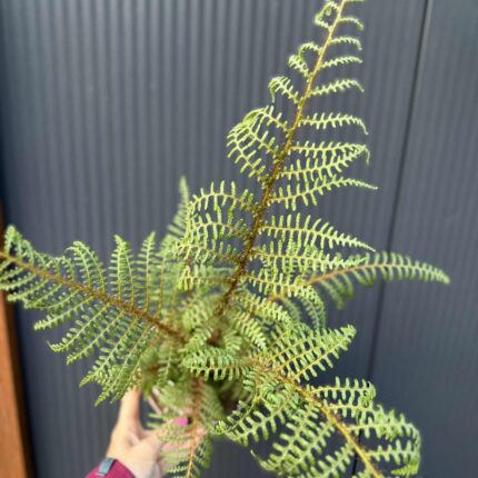 Paproć drzewiasta „Highland Lace” | Paprotka