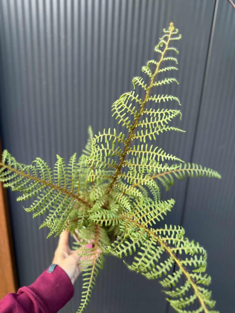 Paproć drzewiasta „Highland Lace” | Paprotka