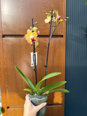 Phalaenopsis Papagayo | Storczyk