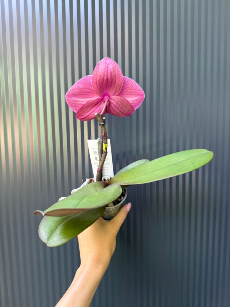 Phalaenopsis Singolo Hida | Storczyk