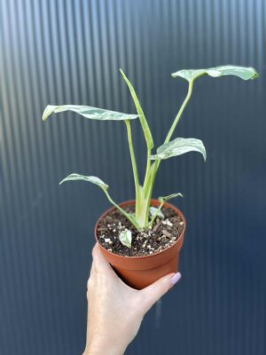 Monstera creme brulée