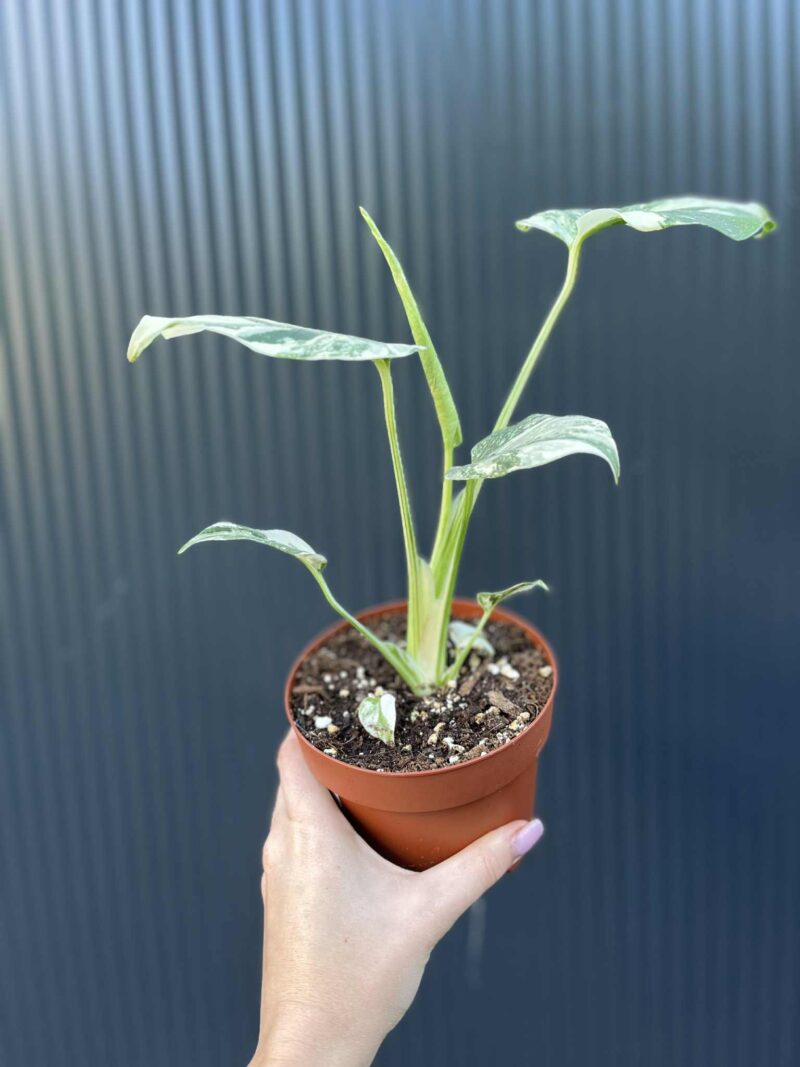 Monstera creme brulée