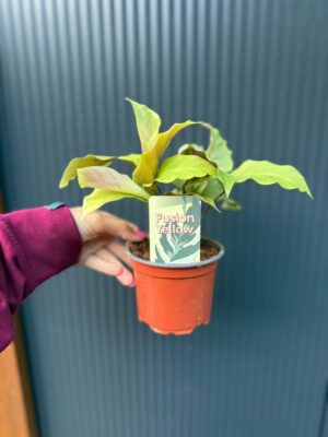 Calathea yellow fusion