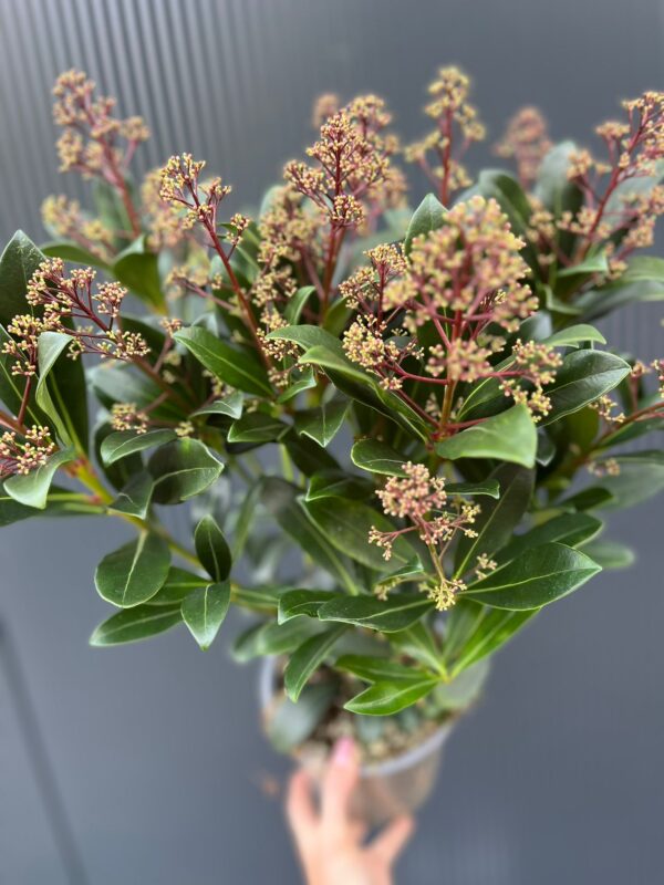 Skimia Japońska Rubella Skimmia