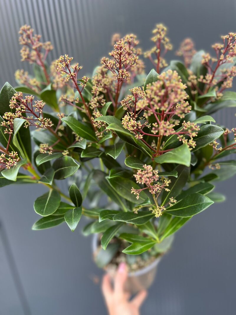 Skimia Japońska Rubella Skimmia