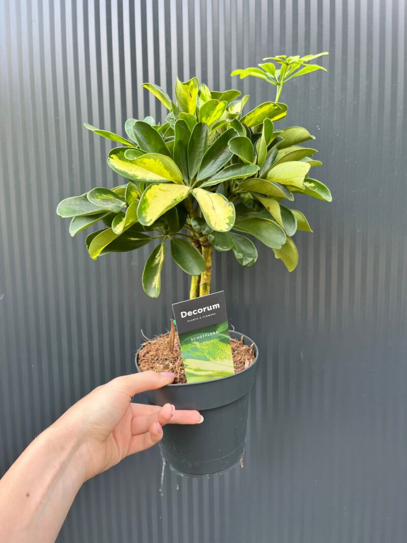 Schefflera arboricola ‘Gold Capella’