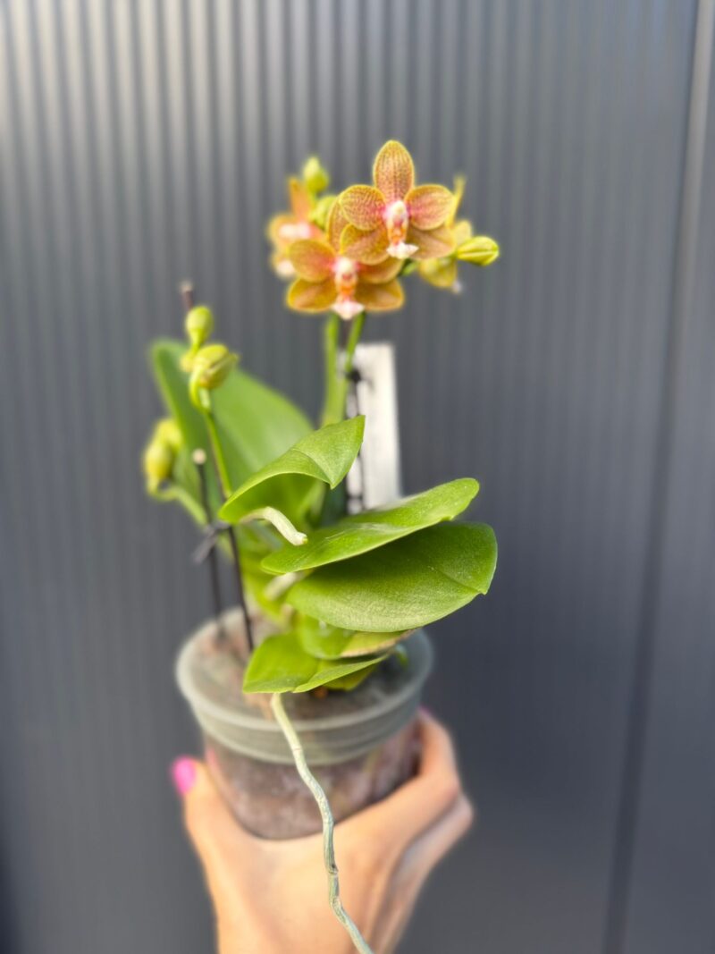 Phalaenopsis table masterpiece | Storczyk