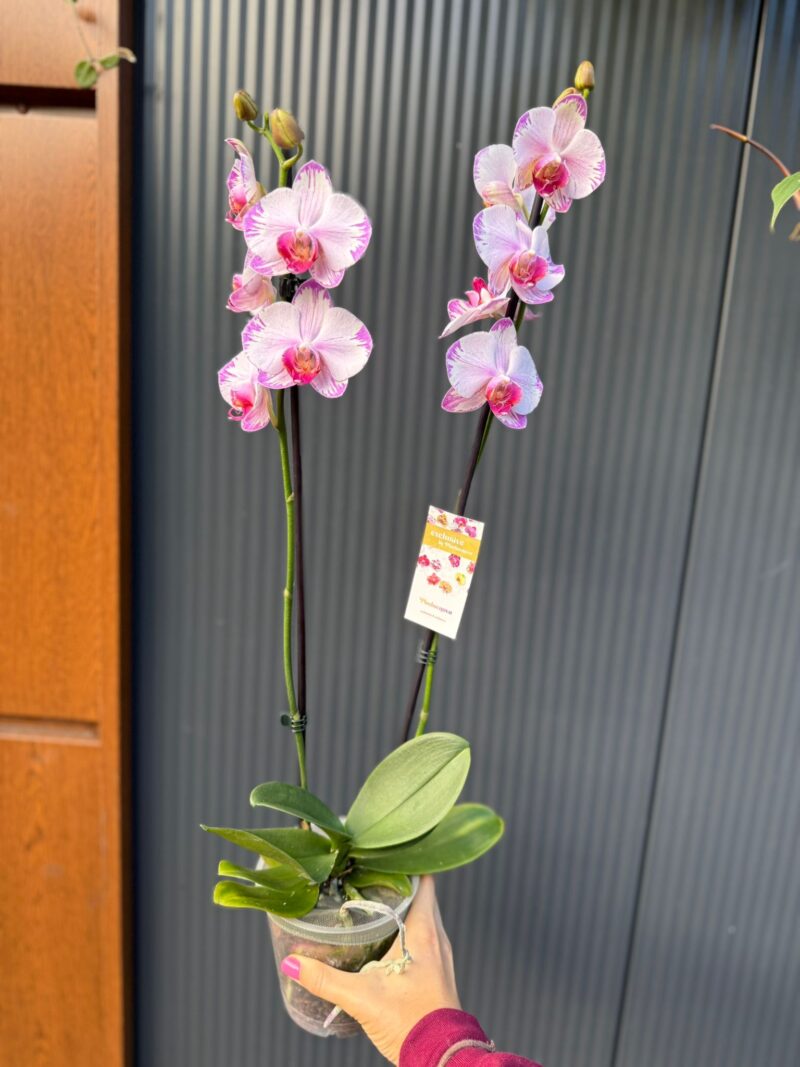 phalaenopsis fong tien’s amapearl cone pearl | Storczyk