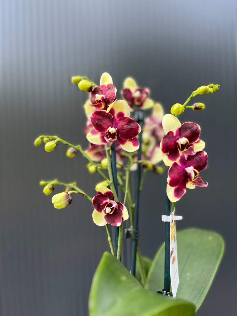 Phalaenopsis Catania | Storczyk