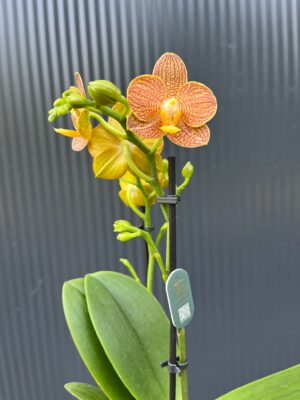 Phalaenopsis Indian Summer | Storczyk