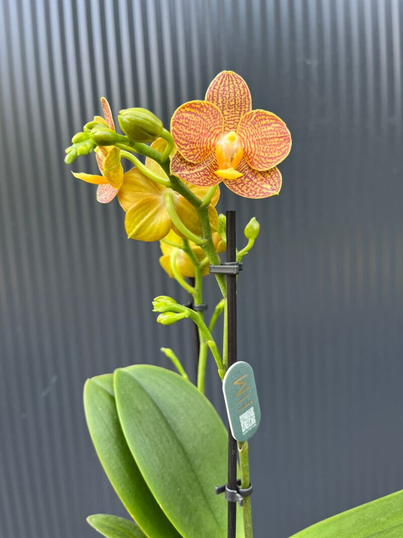 Phalaenopsis Indian Summer | Storczyk