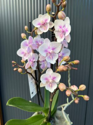 Phalaenopsis pink bubble big lip | Storczyk