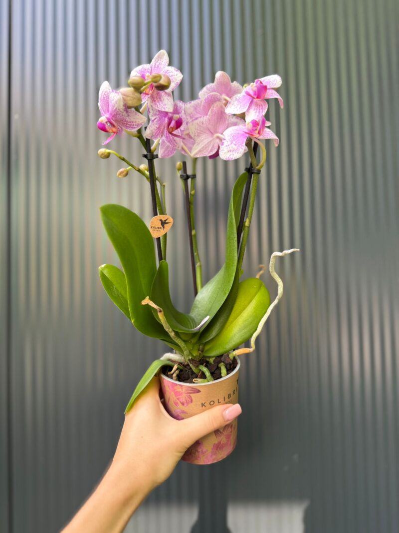 Phalaenopsis Multiflora Rotterdam | Storczyk