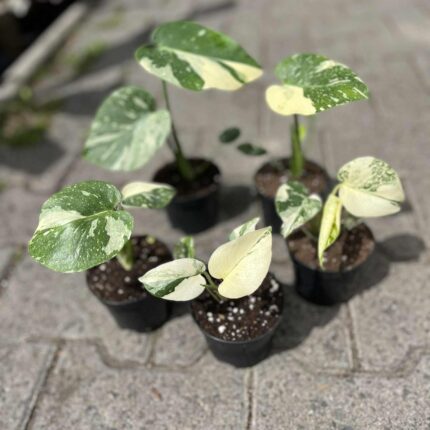 Monstera Thai