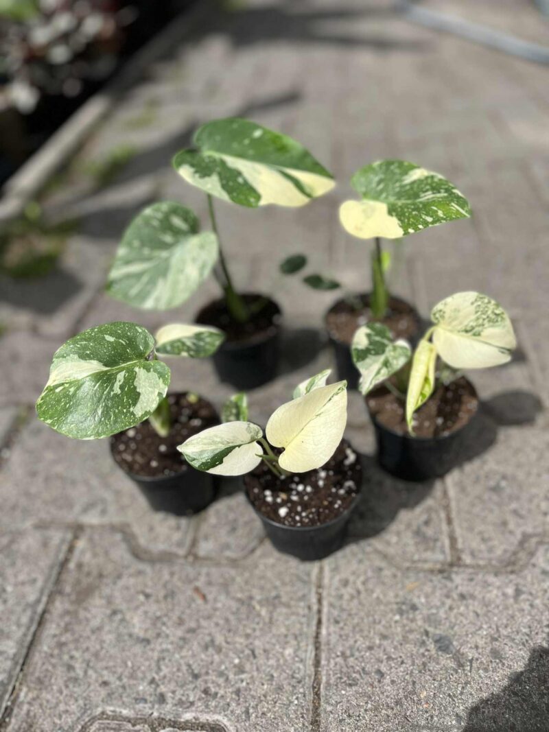 Monstera Thai
