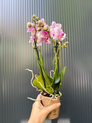 Phalaenopsis Multiflora Rotterdam | Storczyk