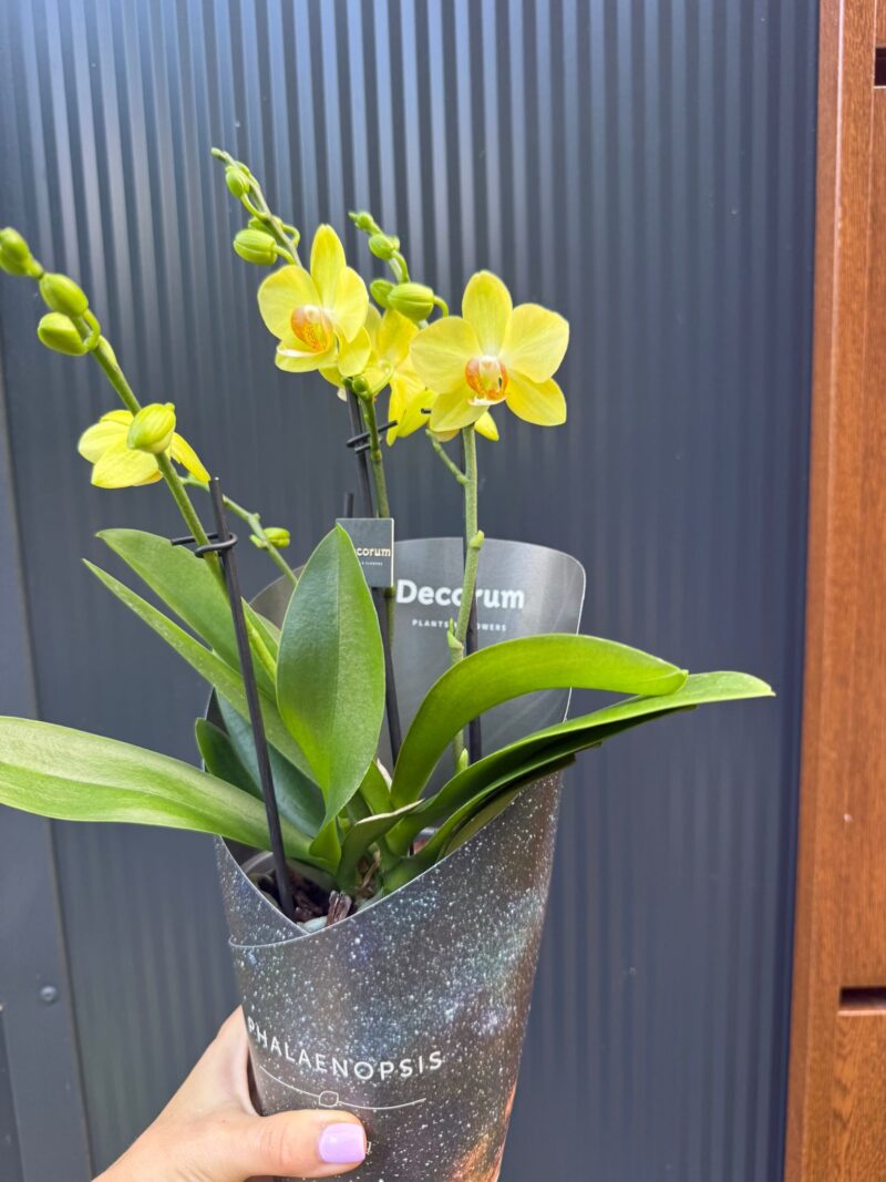 Phalaenopsis Multiflora Anthura Alben Dazzling Albenga | Storczyk przekwitajacy