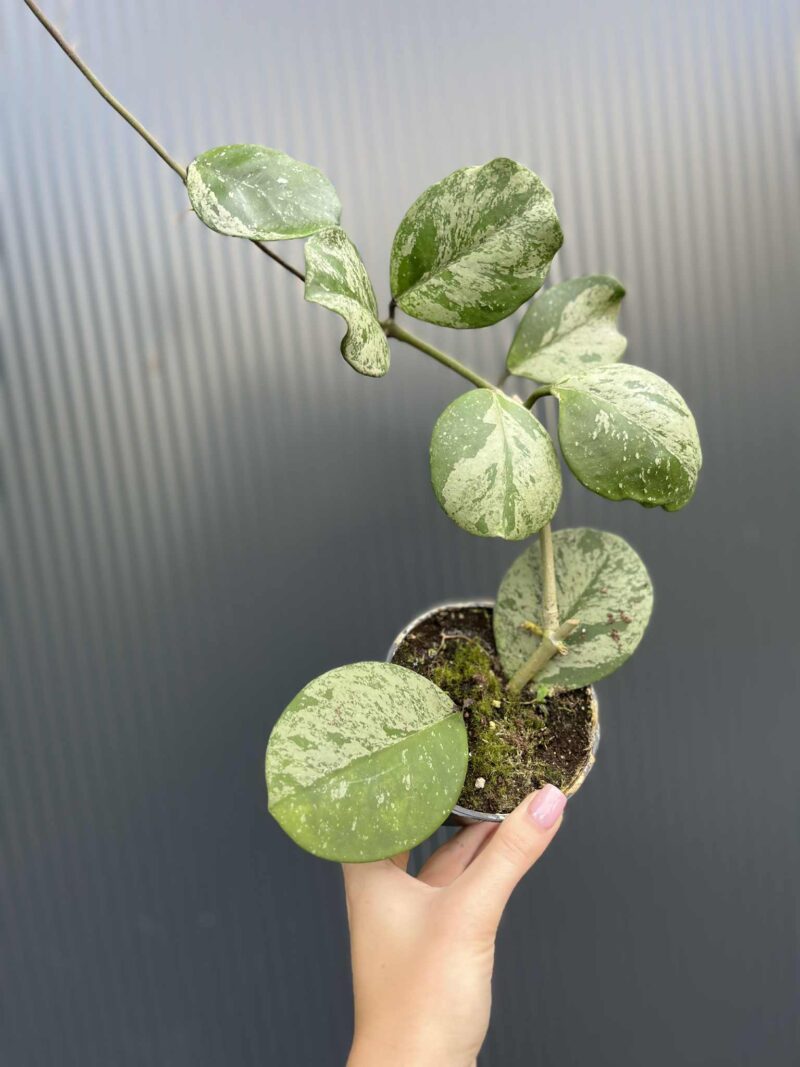 Hoya obovata Splash