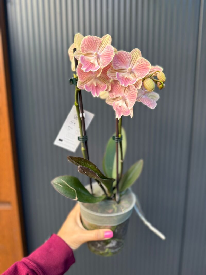 phalaenopsis harck mermaid | Storczyk