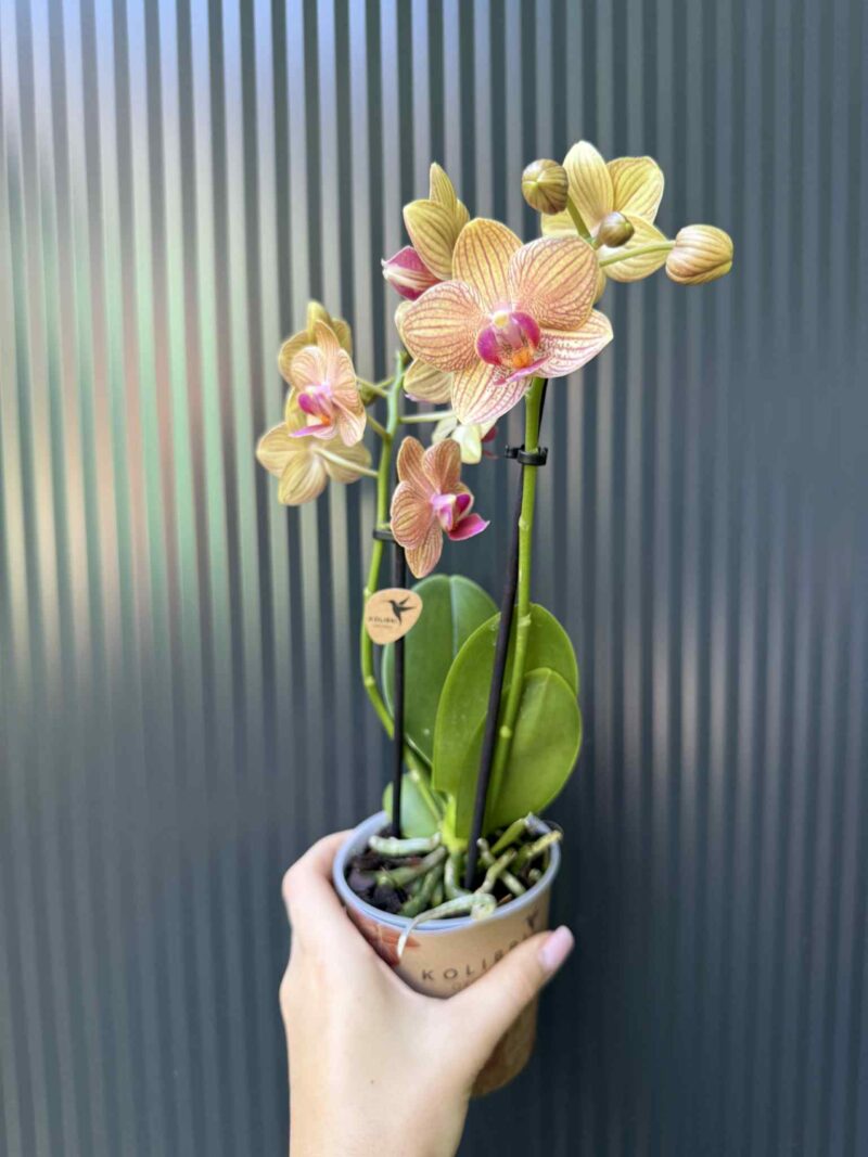 Phalaenopsis ‘Jamaica’ | Storczyk
