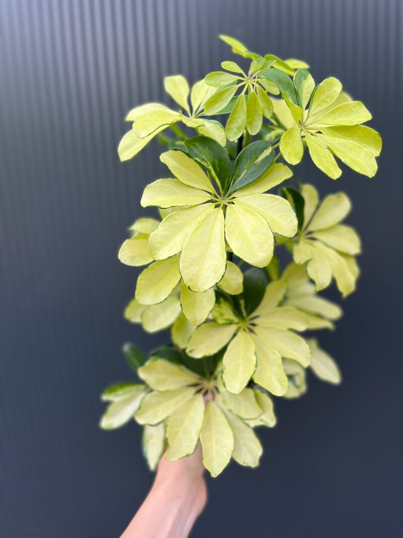 Schefflera arboricola Melanie II kategoria