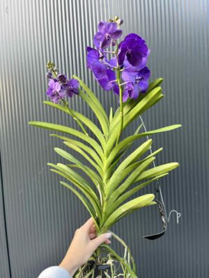 Storczyk Vanda 3