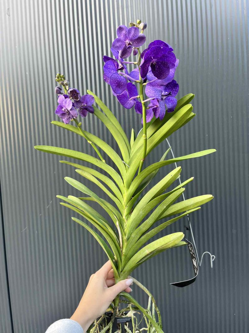 Storczyk Vanda 3