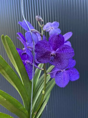 Storczyk Vanda 2