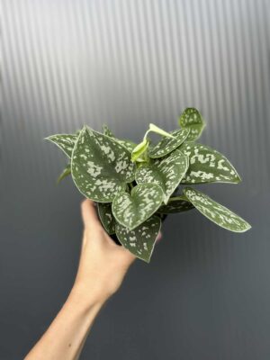 Scindapsus pstry
