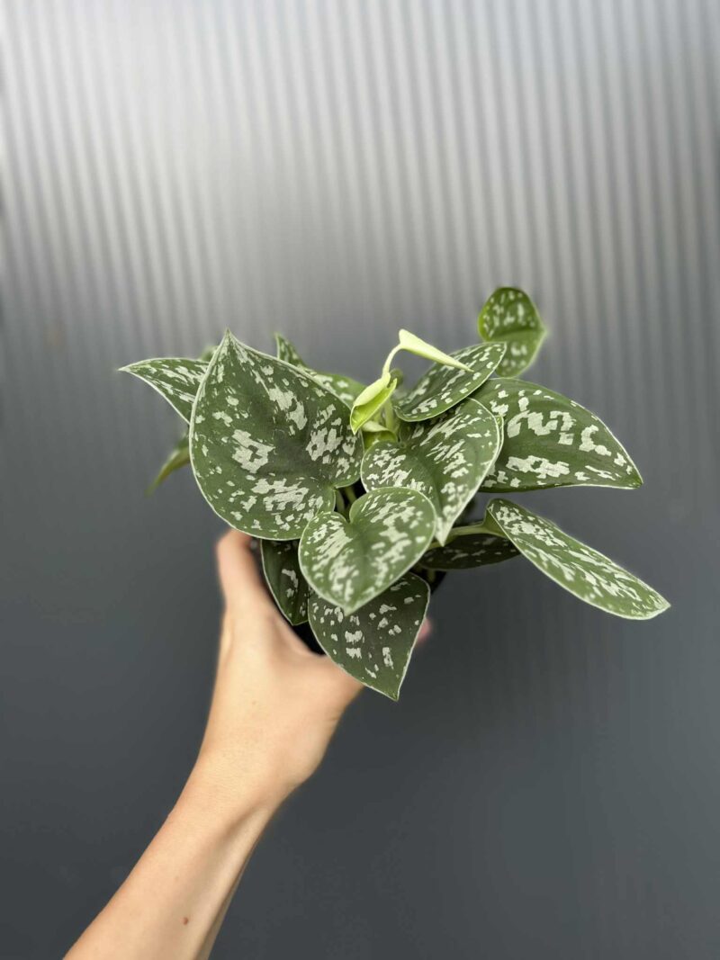 Scindapsus pstry
