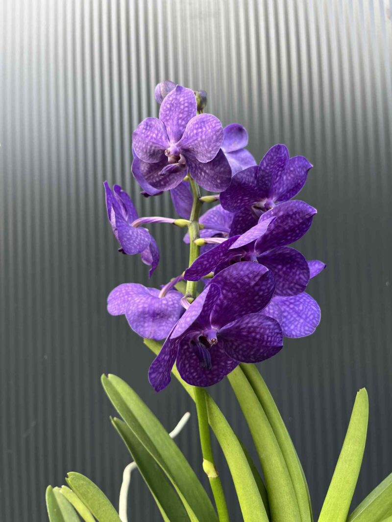 Storczyk Vanda 1