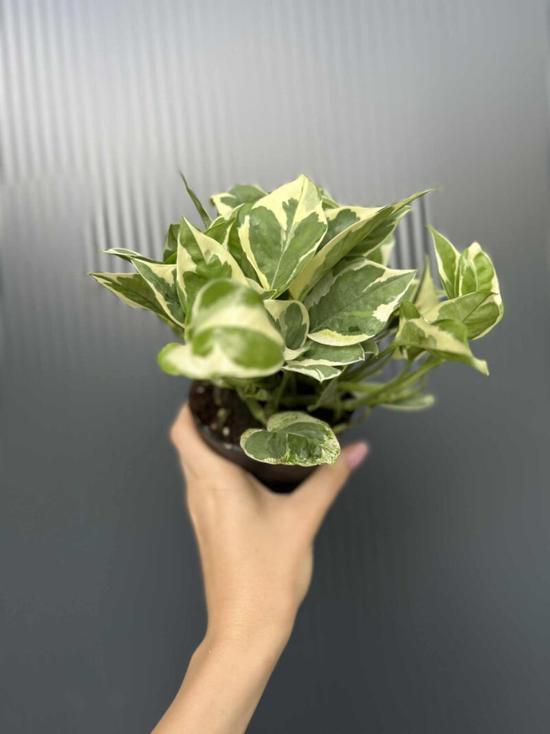 Epipremnum N’Joy’