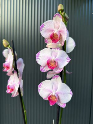 phalaenopsis fong tien’s amapearl cone pearl | Storczyk